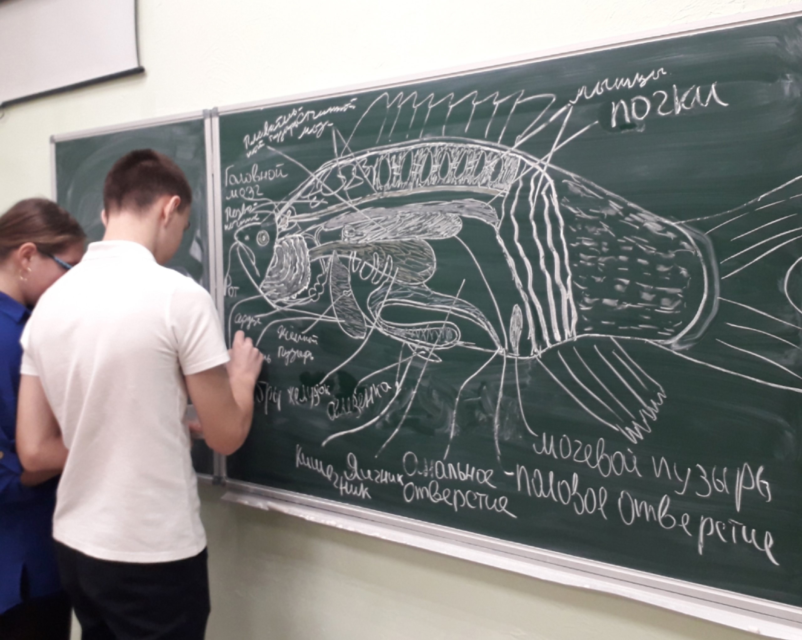 В 8 классе на уроке Внутреннее строение рыб ребята  рассмотрели внутренее строение рыб..