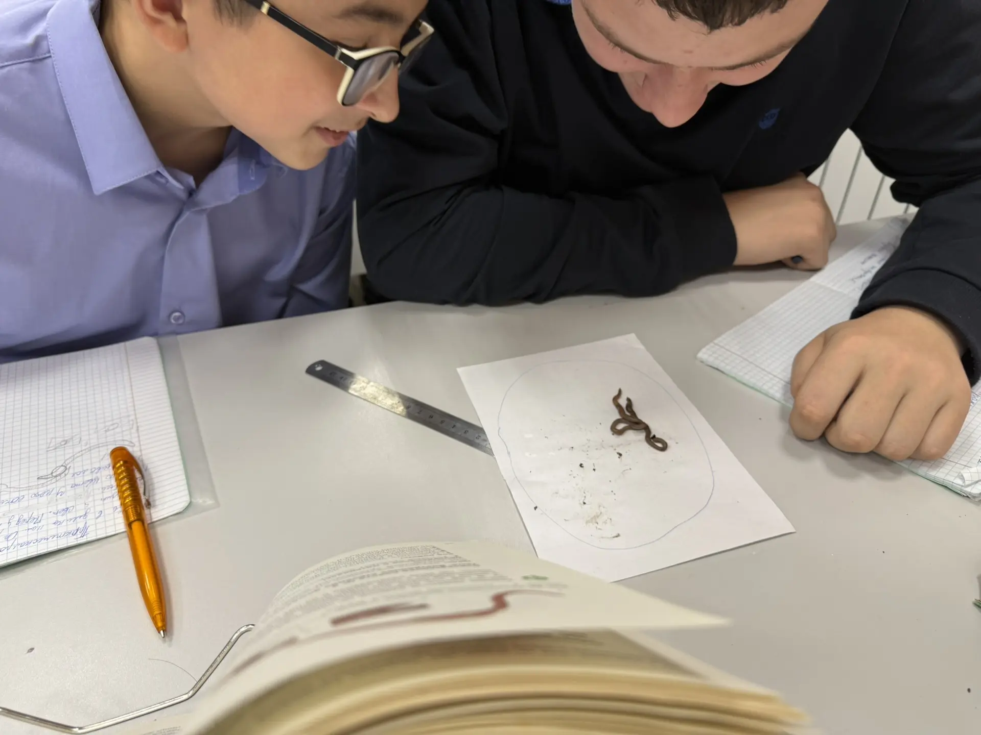 Урок биологии в 8 классе: «Внешнее и внутреннее строение дождевого червя».